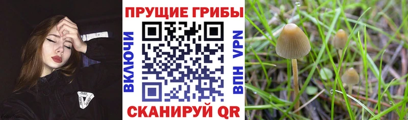 гидра зеркало дарнет шоп Арсеньев Псилоцибиновые грибы мухоморы