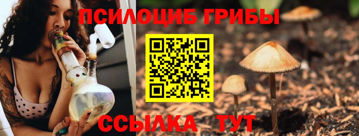 Псилоцибиновые грибы Psilocybe Арсеньев